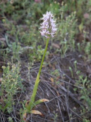 Orchis italica / Italiaanse orchis / Naked Man Orchid