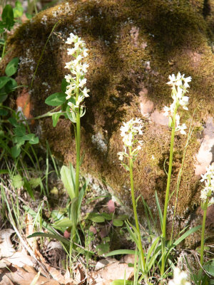 Dactylorhiza markusii / Siciliaanse orchis / Sicilian orchid