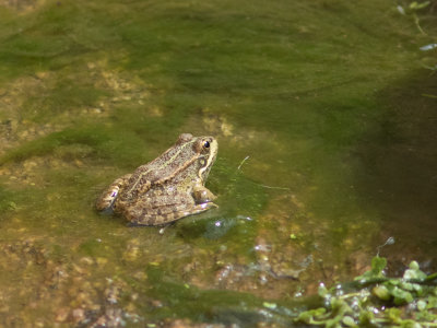 Ibersiche meerkikker / Perez's Frog / Pelophylax perezi