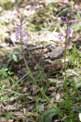 Mannetjes orchis / Early-purple orchid / Orchis mascula subsp. tenera