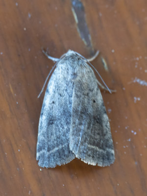 Bleke stofuil / Athetis gluteosa