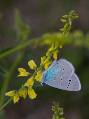 Bloemenblauwtje / Green-Underside Blue / Glaucopsyche alexis