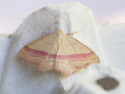 Paarsbandspanner / Rhodostrophia vibicaria