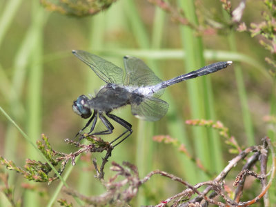 Oostelijke witsnuitlibel / Dark whiteface / Leucorrhinia albifrons 