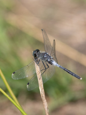 Oostelijke witsnuitlibel / Dark whiteface / Leucorrhinia albifrons 
