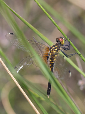 Oostelijke witsnuitlibel / Dark whiteface / Leucorrhinia albifrons 