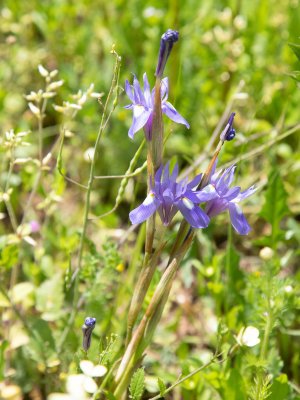 Dwergiris / Barbary nut / Moraea sisyrinchium