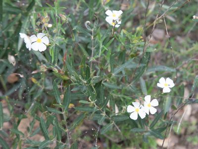 Wit struikzonneroosje / Umbel-flowered Rockrose / Halimium umbellatum