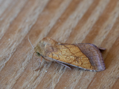 Oranje o-vlinder / Bordered Sallow / Pyrrhia umbra