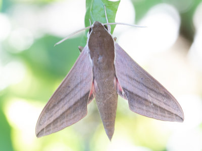 Levant hawk moth / Theretra alecto