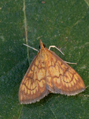 Salielichtmot / Anania verbascalis
