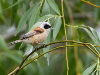 Buidelmees / Eurasian penduline tit / Remiz pendulinus