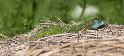 Oostelijke Smaragdhagedis / European green lizard / Lacerta viridis
