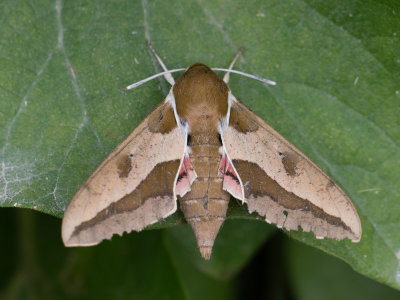 Wolfsmelkpijlstaart / Spurge Hawk-moth / Hyles euphorbiae