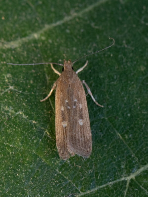 Cirkeltjespalpmot / Helcystogramma triannulella