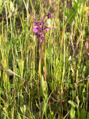Anacamptis morio / Harlekijn / Green-winged Orchid
