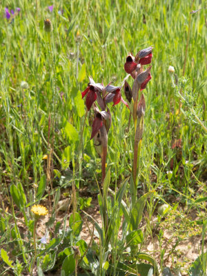 Serapias cordigera / Brede tongorchis