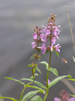 moerasandoorn / Stachys palustris