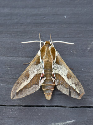 Wolfsmelkpijlstaart / Spurge Hawk-moth / Hyles euphorbiae