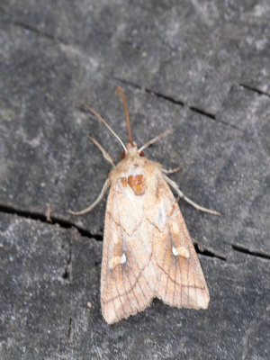 Eenstreepgrasuil / Brown-line Bright-eye / Mythimna conigera