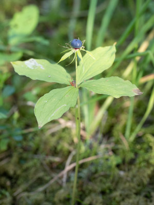 Eenbesfamilie / Melanthiaceae