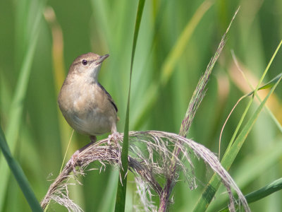 Snor / Savi's warbler / Locustella luscinioides