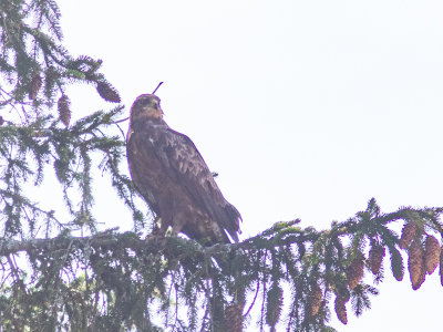 Schreeuwarend / Lesser Spotted Eagle / Clanga pomarina