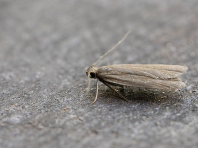 Fluweelpalpmot / Acompsis cinerella