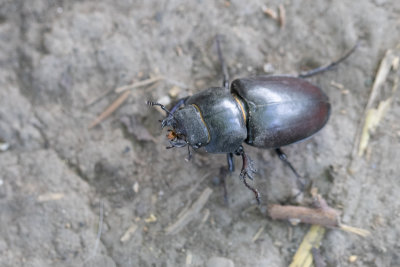 Vliegend hert / Stag beetle / Lucanus cervus