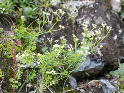Galium anisophyllon