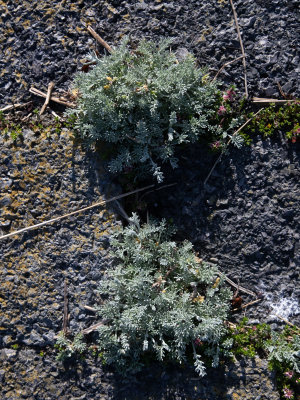 Zeealsem / Sea wormwood / Artemisia maritima