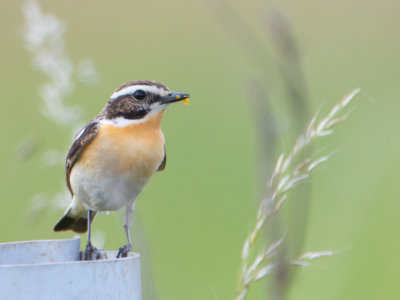 Paapje / Whinchat / Saxicola rubetra