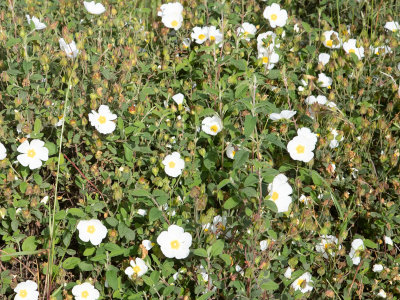 Salvia cistus / Cistus salviifolius