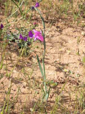 Gladiolus illyricus