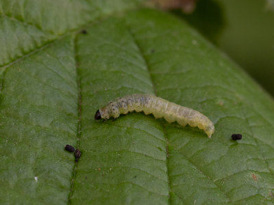 Groene eikenbladroller / European oak leafroller / Tortrix viridana