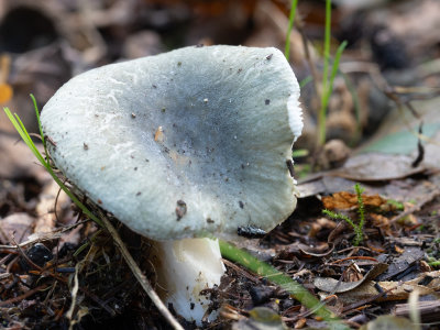 Russula virescens / Ruwe russula