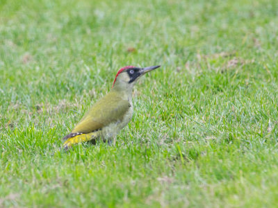 Groene specht / European Green Woodpecker / Picus viridus