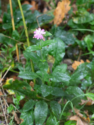 Dagkoekoeksbloem / Silene dioica