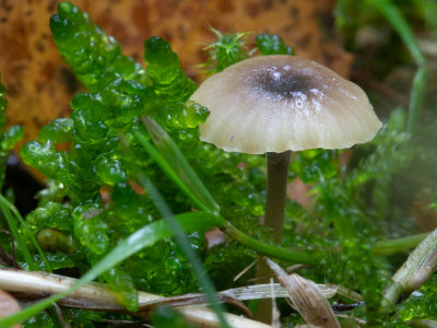 Rickenella swartzii /  Paarsharttrechtertje
