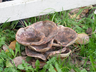 Lactarius controversus / Populiermelkzwam