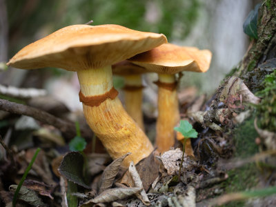 Gymnopilus junonius / Prachtvlamhoed / Spectacular Rustgill
