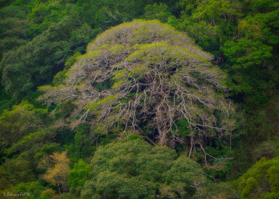 Volcan, Panama