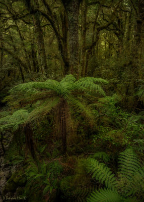 South Island, NZ