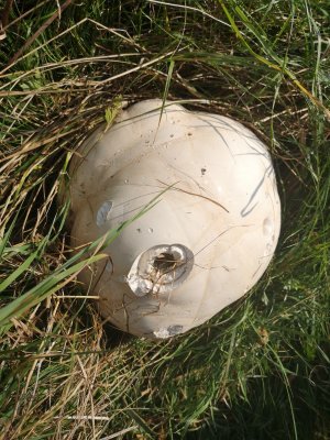 Giant puffball 11