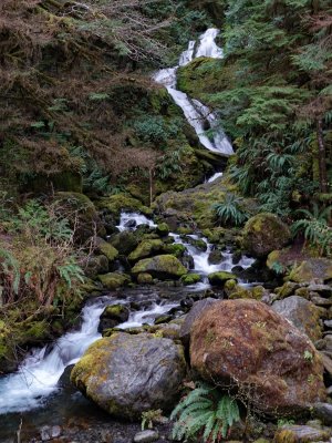 Quinault Area, April 2019
