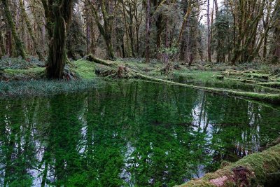 Hoh and Quinault Rainforests, April and May, 2019