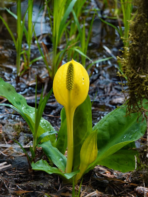 Hoh Rainforest, Olympic NP, April, 2019
