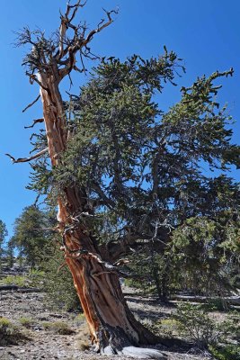 Ancient Bristlecone Pine Forest, Sep 2019