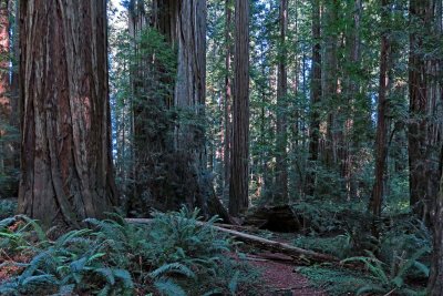 IMG_6492p.jpg
