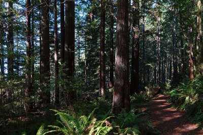 Oregon Redwood Groves, 10-2019